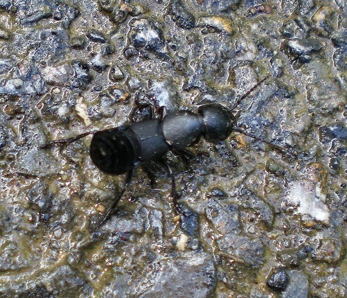 Insetto alla scorpionesca: Stafilinide, Ocypus sp.